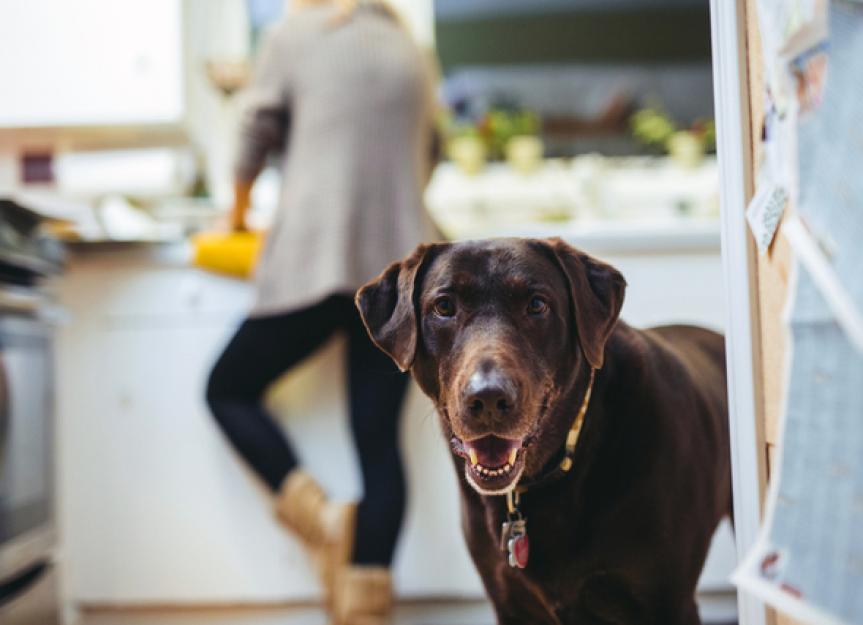 Hazards To Avoid While Baking Homemade Dog Treats | PetMD